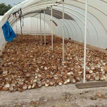 Coconut Copra