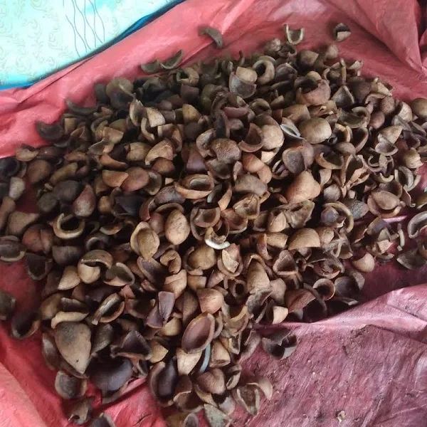 Coconut Copra - Gambar 3